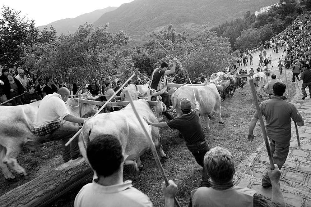 A folk holiday of rural Europe, where ancient arboreal and pagan rituals achieve a symbiosis with the Catholic religion, is celebrated every year at Pentecost in the town of Accettura, in the Basilicata region of South Italy.